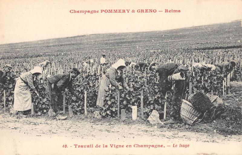 Carte postale ancienne Champagne Pommery Et Greno - Reims - Travail De La Vigne En Champagne à Reims