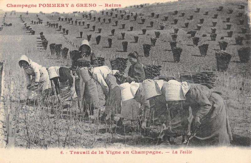 Carte postale ancienne Champagne Pommery Et Greno - Reims - Travail De La Vigne En Champagne à Reims