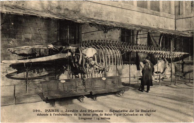 Carte postale ancienne Paris 5e Jardin des Plantes Squelette de la Baleine à Paris 5e