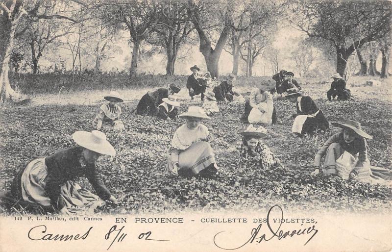 Carte postale ancienne En Provence - Cueillette Des Violettes à Vence
