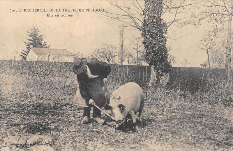 Carte postale ancienne Recherche De La Truffe En Perigord - Elle Est Trouvee