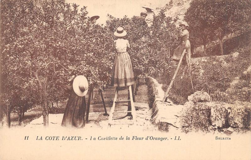 Carte postale ancienne Cote D'Azur - Cueillette De La Fleur D'Oranger