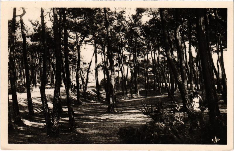 Carte postale ancienne Cayeux la foret