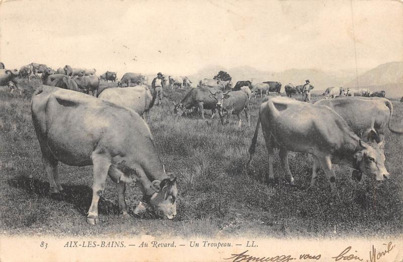 Carte postale ancienne Aix Les Bains - Au Revard - Un Troupeau à Aix-les-Bains