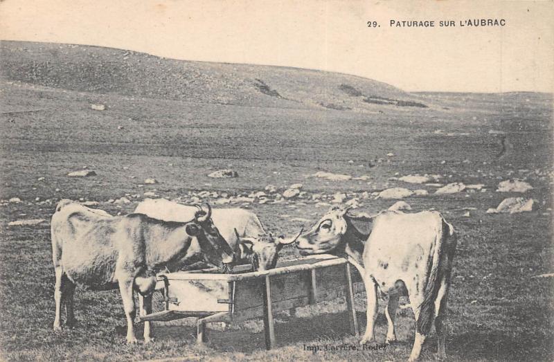 Carte postale ancienne Paturage Sur L'Aubrac - Vaches