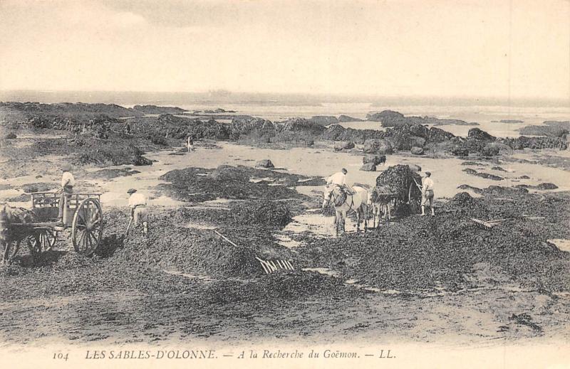 Carte postale ancienne Les Sables D'Olonne - A La Recherche Du Goemon aux Sables-d'Olonne