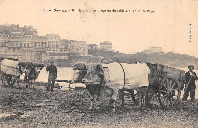 Carte postale ancienne Biarritz - Bouviers Basques Chargeant Le Sable Sur La Grande Plage à Biarritz