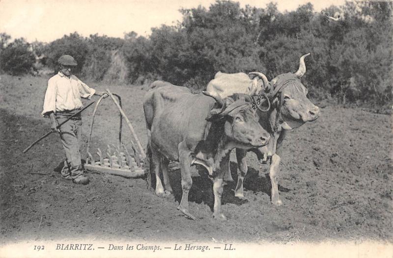 Carte postale ancienne Biarritz - Dans Les Champs - Le Hersage à Biarritz