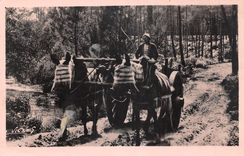 Carte postale ancienne Landes - Attelage De Mules En Ete