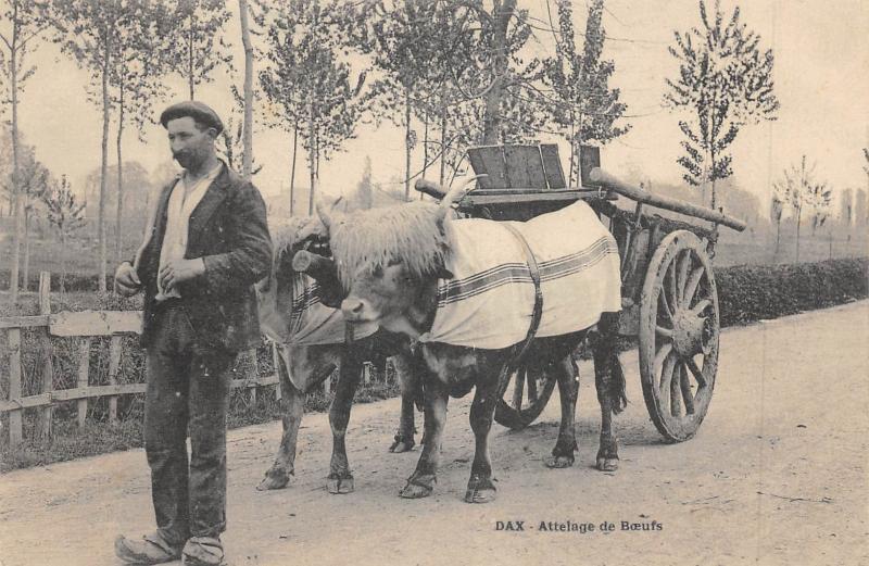 Carte postale ancienne Dax - Attelage De Mules à Dax