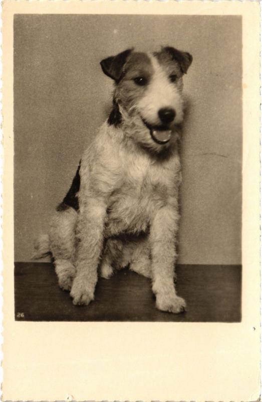 Carte postale ancienne Fox Terrier Dogs