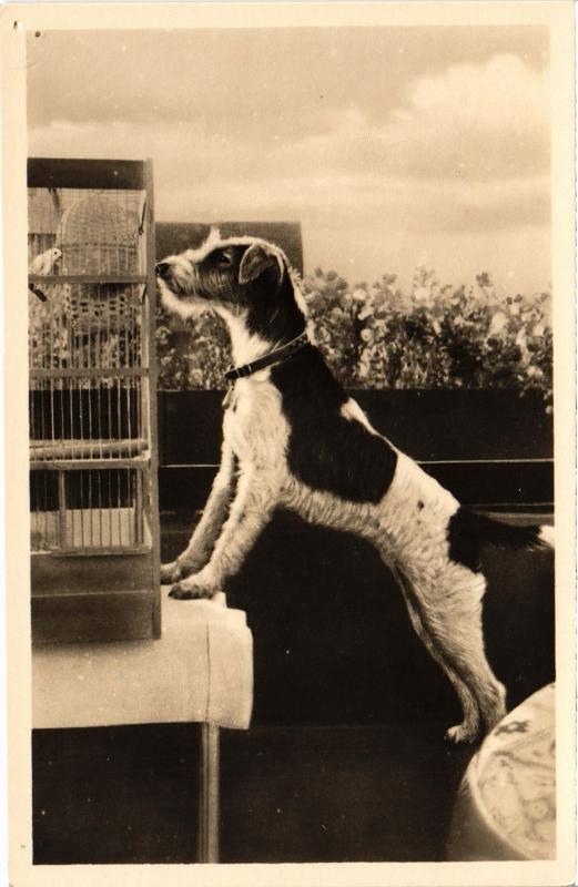 Carte postale ancienne Fox Terrier Dogs