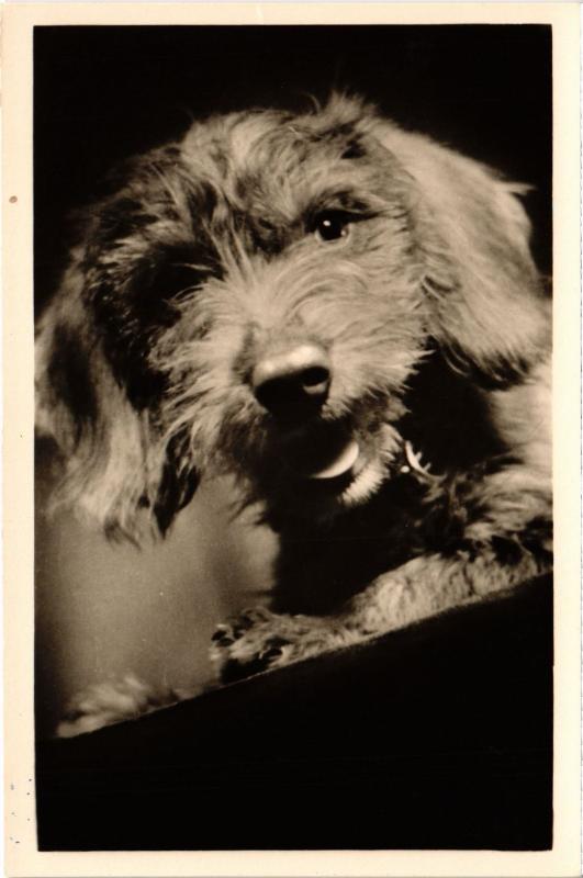 Carte postale ancienne Dogs