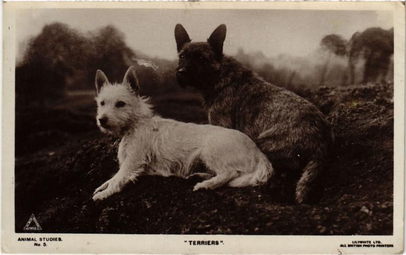Carte postale ancienne Terriers Dogs