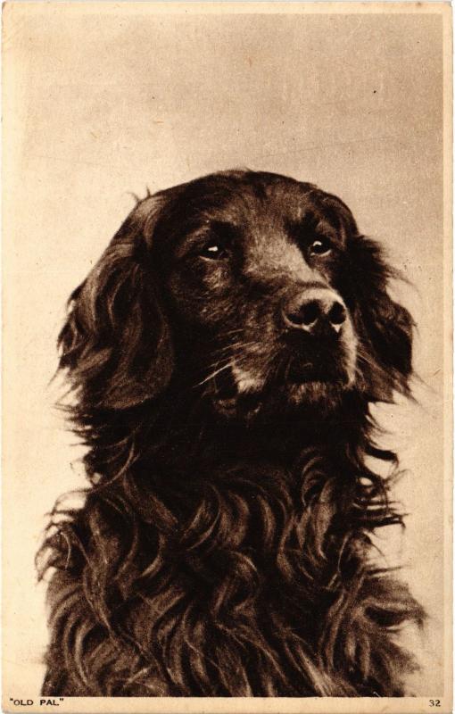 Carte postale ancienne Dogs