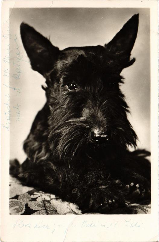Carte postale ancienne Terrier Dogs