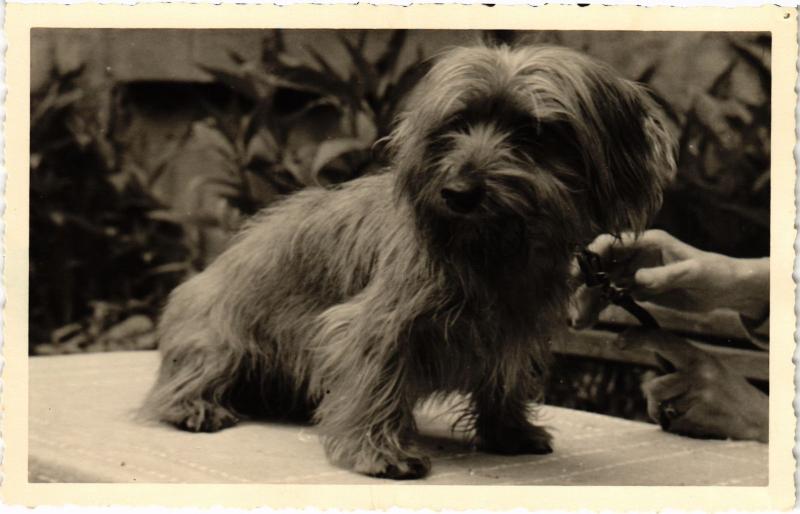 Carte postale ancienne Dogs
