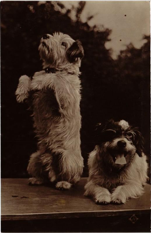 Carte postale ancienne Dogs