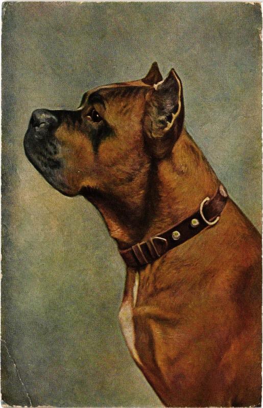 Carte postale ancienne Boxer Dogs