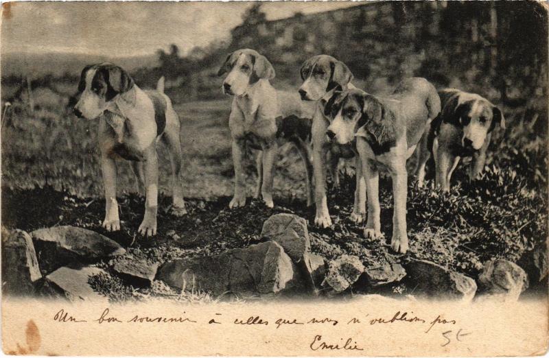 Carte postale ancienne Dogs