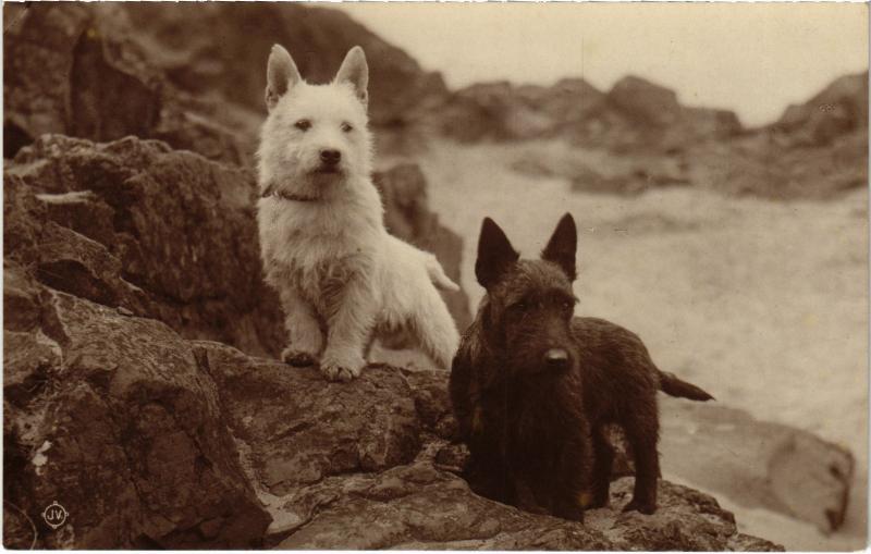 Carte postale ancienne Terriers Dogs