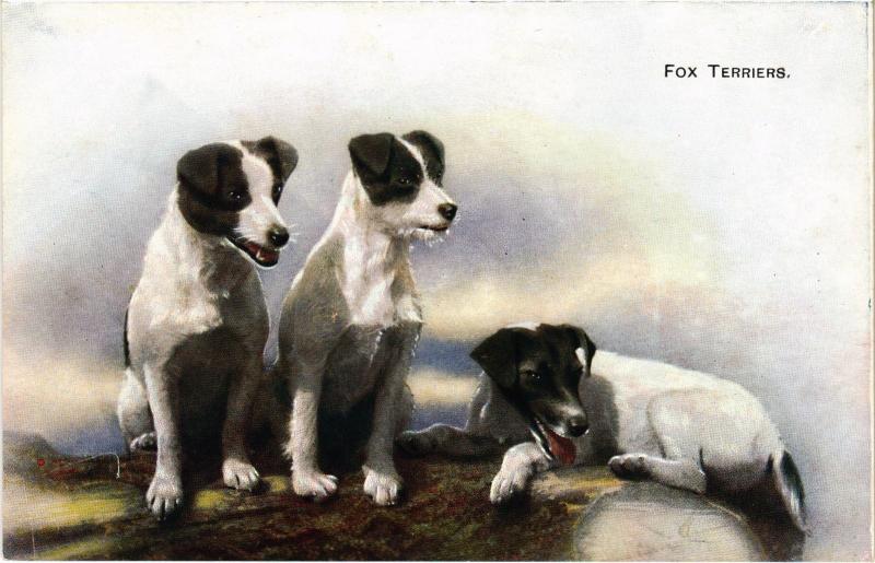 Carte postale ancienne Fox Terrier Dogs