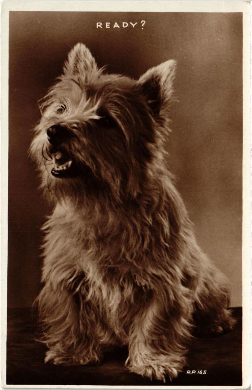 Carte postale ancienne Ready? Dogs