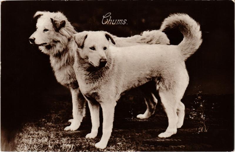 Carte postale ancienne Chums Dogs