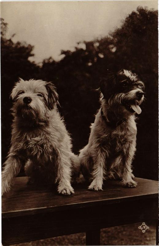 Carte postale ancienne Dogs
