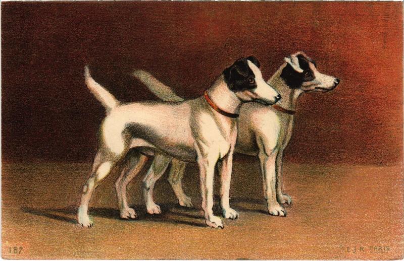 Carte postale ancienne Dogs