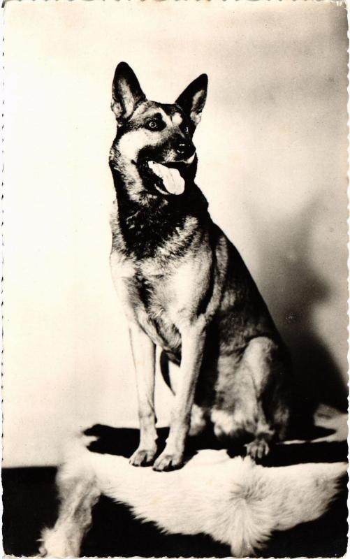Carte postale ancienne Dogs