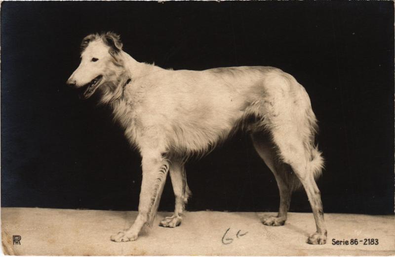 Carte postale ancienne Dogs