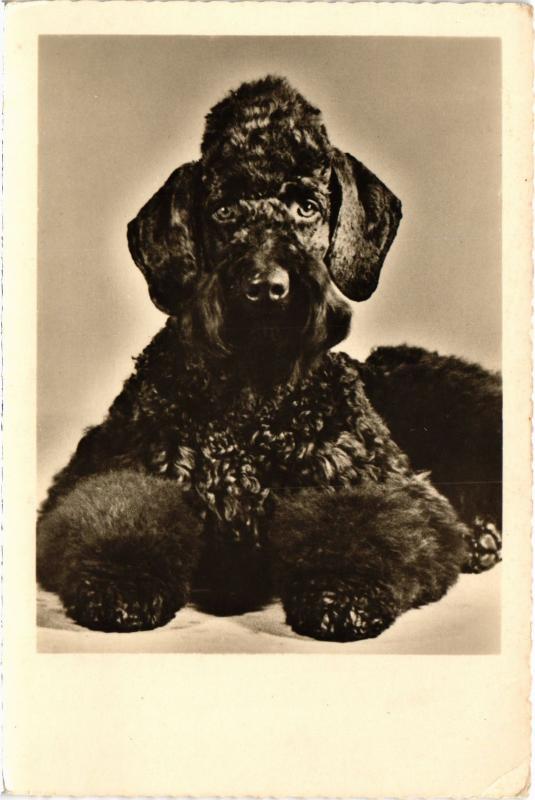Carte postale ancienne Dogs