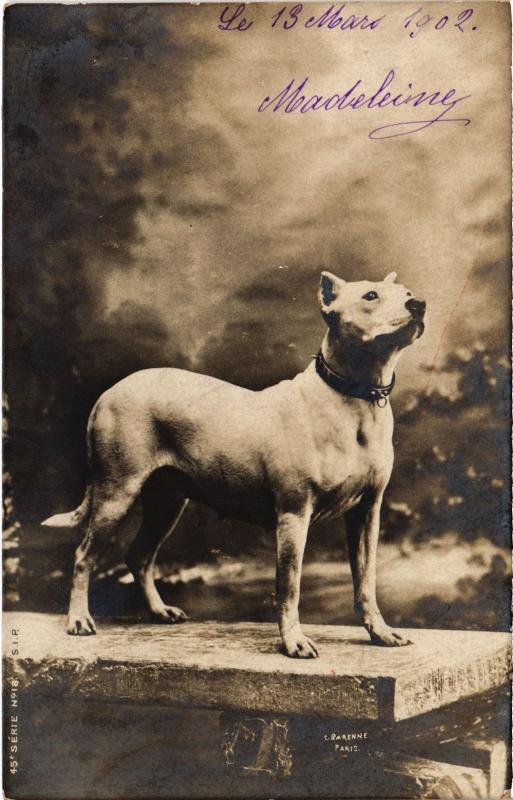 Carte postale ancienne Dogs