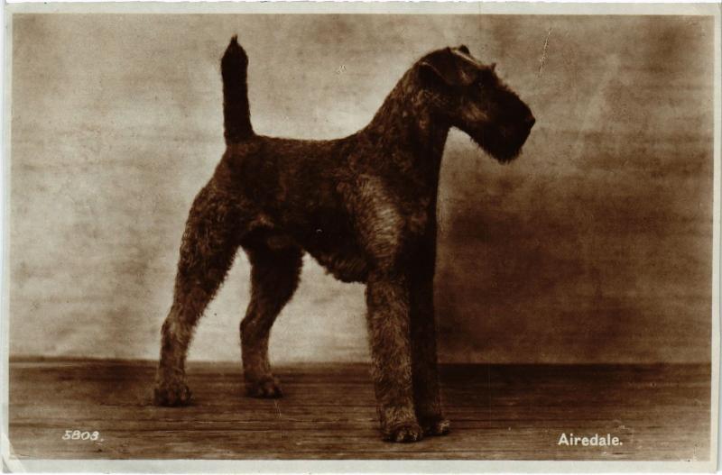 Carte postale ancienne Airedale Dogs