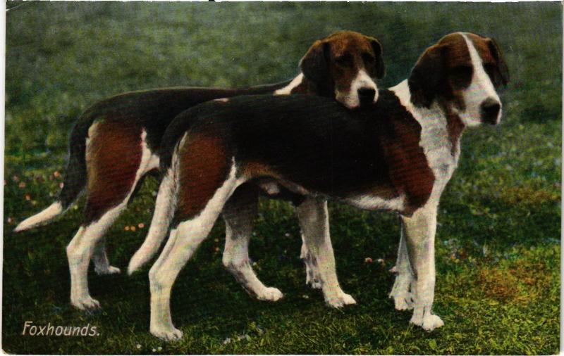 Carte postale ancienne Foxhounds Dogs